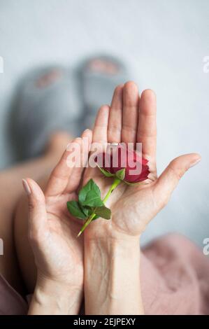 Rose in offenen Handflächen des Mädchens. Stockfoto
