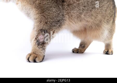 Golden Scottish Fold Katze wird krank mit Flechten Stockfoto