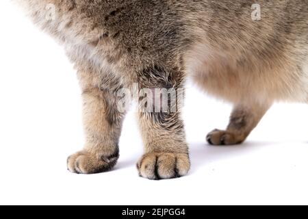 Golden Scottish Fold Katze wird krank mit Flechten Stockfoto