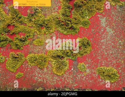 Reife gelbe weiße und graue Krustenflechten wachsen dicht auf verblassten rostroten rot bemalten Landmaschinen in Cumbria, England, UK Stockfoto