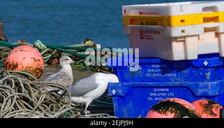 Heringsmöwe Larus argentatus im vollerwachsenen Gefieder, der nach dem Heringsmöwe abschreck Nahrung in Fischkisten, während die Jungmöwe zuschaut Stockfoto