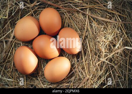 Mehrere rohe frische Hühnereier in einem Heu-Nest auf einem hölzernen Hintergrund. Stockfoto