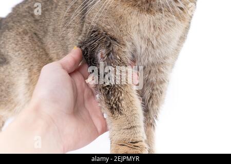 Golden Scottish Fold Katze wurde krank mit Flechten und Besitzer Hand Stockfoto