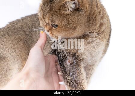 Golden Scottish Fold Katze wurde krank mit Flechten und Besitzer Hand Stockfoto