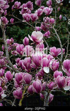 Magnolia Tulpenbaum in Blooms, California Stockfoto