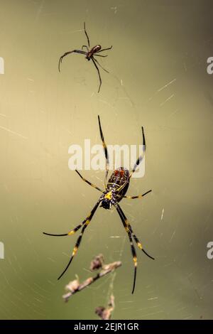 Männliche und weibliche Golden Orb Wever Spinne im Netz Stockfoto