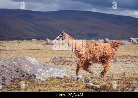 Nahaufnahme eines braunen Lamas, der auf dem Feld läuft Stockfoto