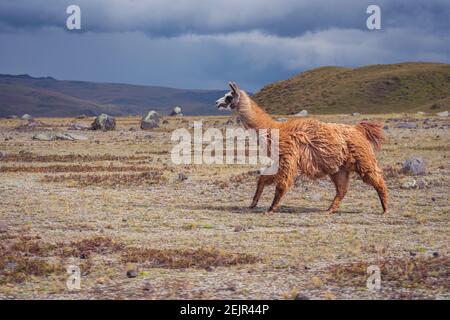 Nahaufnahme eines braunen Lamas, der auf dem Feld läuft Stockfoto