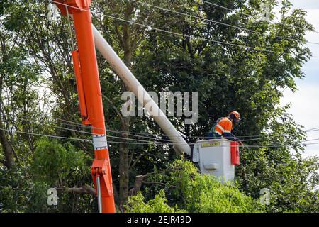 Ein Baumpfleger pflauert Bäume in der Nähe von Stromleitungen in Canterbury, Neuseeland Stockfoto