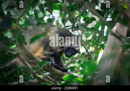 Baumkänguru auf der Teeplantage von Nerada Stockfoto