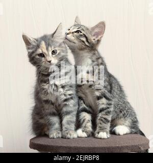 Zwei niedliche graue Kätzchen spielen auf Katzenmöbeln zu Hause. Stockfoto