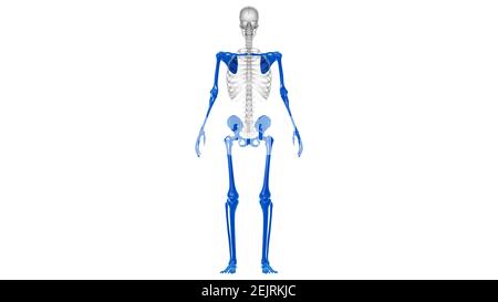 Anatomie des menschlichen Skeletts Appendicular Skeleton 3D Illustration Stockfoto