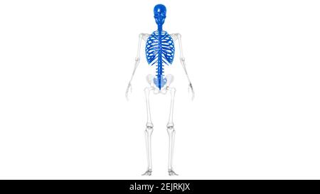 Anatomie des menschlichen Skeletts Axiale Skelette 3D Illustration Stockfoto