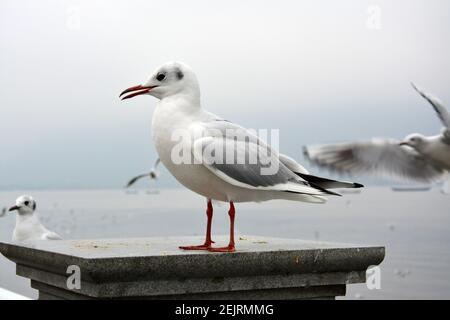 Ein weißer larus ridibundus mit grauen Flügeln, die auf dem stehen Plattform Stockfoto