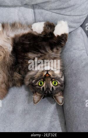 Inländische longhair flauschige sibirische graue Katze mit grünen Augen auf dem Sofa liegen. Nahaufnahme Tiere consept. Vertikaler Hintergrund über Haustiere Vorderansicht Stockfoto