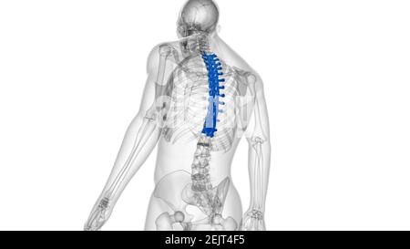 Menschliches Skelett Wirbelsäule Thoraxwirbel Anatomie 3D Illustration Stockfoto