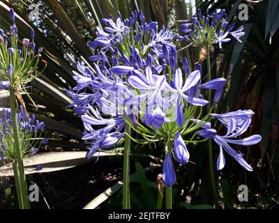 Spektakuläre blaue Agapanthus beleuchtet in der Sommersonne Stockfoto