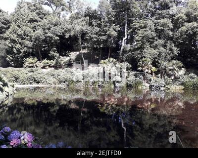 Palmen und Pflanzen spiegeln sich im See Stockfoto