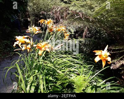 Leuchtende orangene Taglilien in vollem Sonnenschein des Sommers Stockfoto