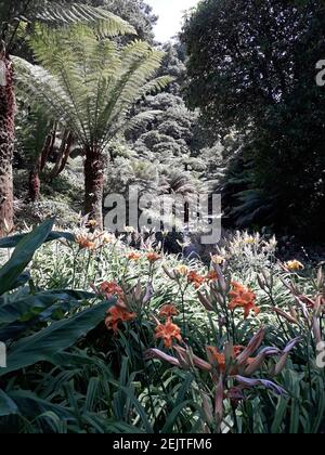 Palmen und leuchtend orange Taglilie Stockfoto