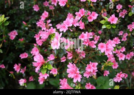 Schöne rosa Kamelien im Frühling Stockfoto