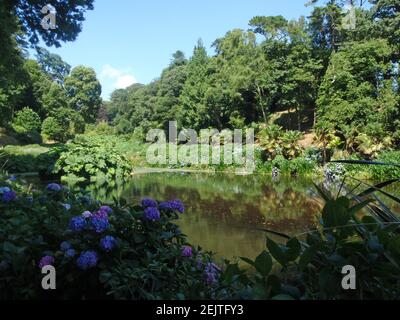 Hortensien im Vordergrund wie Palmen und Pflanzen sind Spiegelt sich in einem ruhigen See Stockfoto