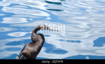 Großer blauer Reiher Vogel auf dem blauen See Bild Stockfoto