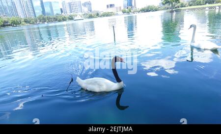 Schwäne schwimmen auf See Eola Park Orlando Florida Bild Hintergrundvorlage Stockfoto