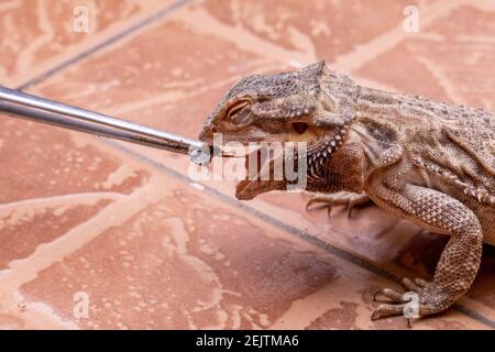Ein bärtiger Drache (Pogona sp), der Cricket isst. Stockfoto
