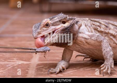 Ein bärtiger Drache (Pogona sp), der Cricket isst. Stockfoto