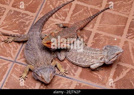 Ein bärtiger Drache (Pogona sp), der Cricket isst. Stockfoto