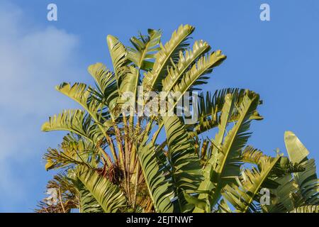 Strelitzia alba Blätter des weißen Paradiesvogels Pflanzen über Blauer Himmel im Freien Stockfoto