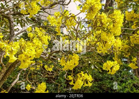 Der Golden Shower Tree, Cassia Fistula, blüht auf dem Campus der University of Miami in Coral Gables, Florida. Stockfoto