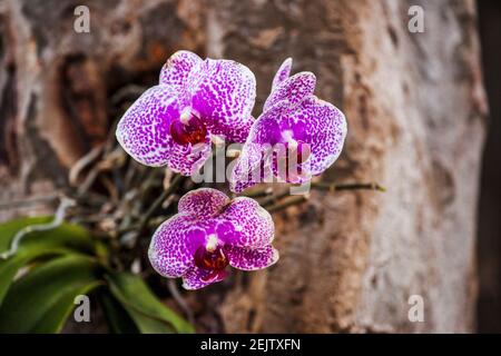 Phalaenopsis oder Moth Orchideen, die auf einem Baum am Miami Beach Botanical Garden in Florida wachsen. Stockfoto
