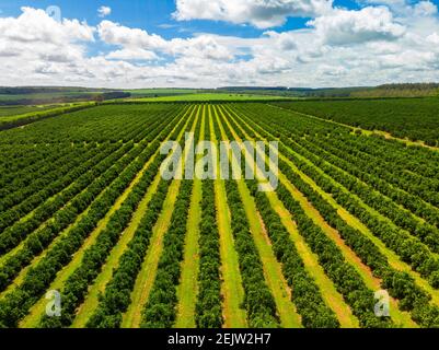 Luftaufnahmen über Reihen von Orangenbäumen in Plantage Stockfoto