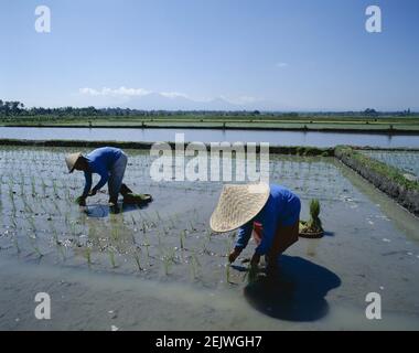 Asien Indonesien, Bali, indonesische Bauern Pflanzen Reissämlinge Stockfoto