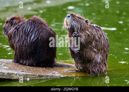 Eurasischer Biber (Rizinusfaser) auf einem Felsen in der Nähe von Wasser sitzen Stockfoto