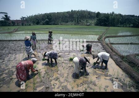 Asien Indonesien, Bali, Gruppe indonesischer Bauern, die Reissämlinge Pflanzen Stockfoto