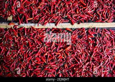 Nahaufnahme von roten Chili-Paprika ausgebreitet in der Sonne auf einem Netz zu trocknen. Nördlich von Laos. Stockfoto