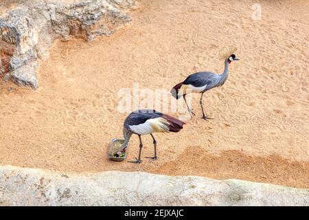 Grau gekrönter Kranich im Zoo . Zwei exotische Vögel auf dem Sand Stockfoto