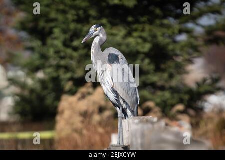 Der große Blaureiher posiert für ein Bild Stockfoto