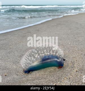 Eine portugiesische man o war Qualle, die auf einem Atlantischen Ozean Strand in Florida liegt. Stockfoto