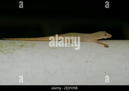 Asian House Gecko, Hemidactylus frenatus, Klungkung, Bali, Indonesien Stockfoto