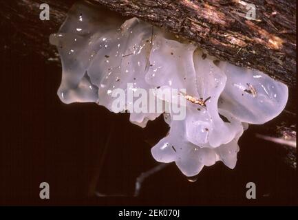 Der Fruchtpilz (Tremella Fuciformis) hat einen schrecklichen Namen - sieht aber gut genug aus, um zu essen! Gefunden im Kinglake National Park und gescannt von Kodachrome. Stockfoto