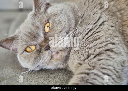 Britische graue Katze liegt auf der Couch, Nahaufnahme. Stockfoto
