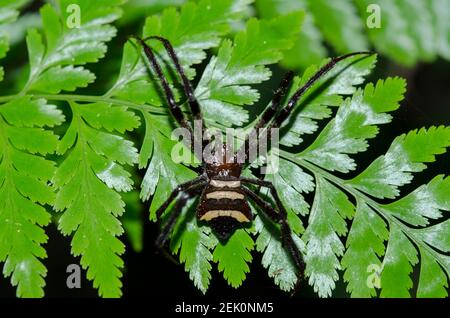 Weibliche Argiope Spider, Argiope sp, auf Pflanze, Klungkung, Bali, Indonesien Stockfoto