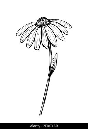 Doodle Gänseblümchen Blume isoliert auf weißem Hintergrund. Skizze der Kamille. Vektorgrafik handgezeichnete Illustration im Linienkunststil. Stock Vektor