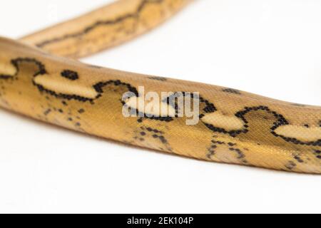 platintiger Netzhaut Pythonschlange Stockfoto