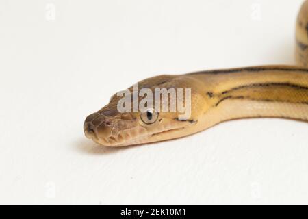 platintiger Netzhaut Pythonschlange Stockfoto