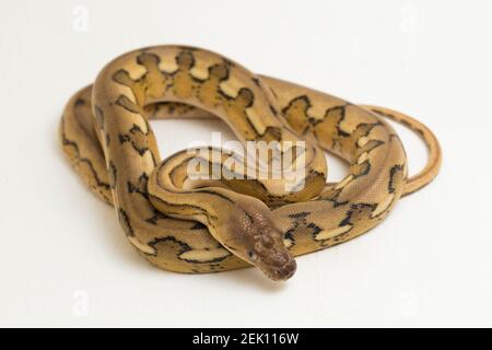 platintiger Netzhaut Pythonschlange Stockfoto